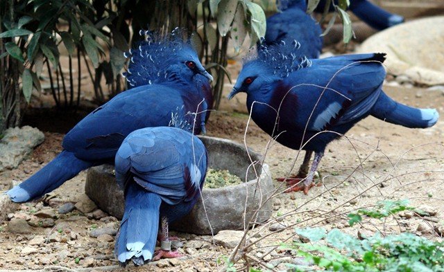 image victoria-crowned-pigeons-goura-victoria-2010-jpg