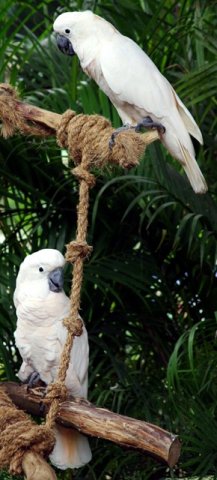 image white-cockatoo-cacatua-alba-2010-jpg
