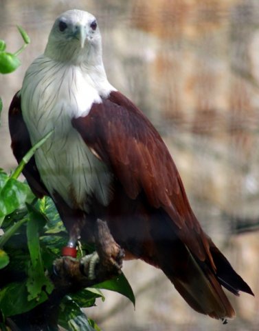 image white-bellied-sea-eagle-haliaeetus-leucogaster-2010-jpg