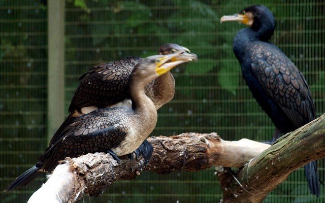 image white-breasted-cormorant-phalacrocorax-lucidus-and-a-black-cormorant-phalacrocorax-carbo-2010-jpg