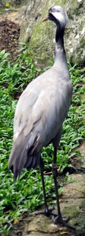 image white-naped-crane-grus-vipio-1-2010-jpg