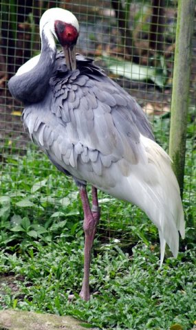 image white-naped-crane-grus-vipio-2-2010-jpg