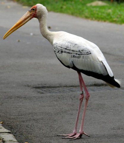 image yellow-billed-stork-mycteria-ibis-1-2010-jpg