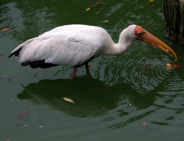 image yellow-billed-stork-mycteria-ibis-1-jbp-sg-2011-jpg