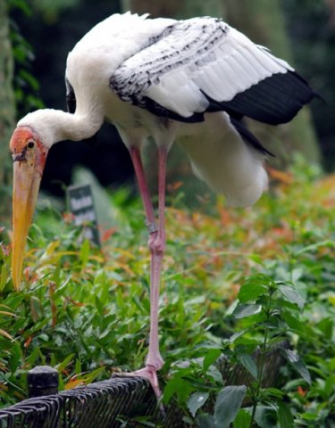 image yellow-billed-stork-mycteria-ibis-2-2010-jpg