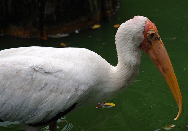 image yellow-billed-stork-mycteria-ibis-2-jbp-sg-2011-jpg