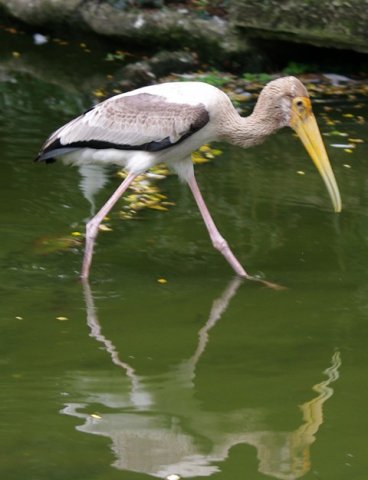 image yellow-billed-stork-mycteria-ibis-3-juvenile-jbp-sg-2011-jpg