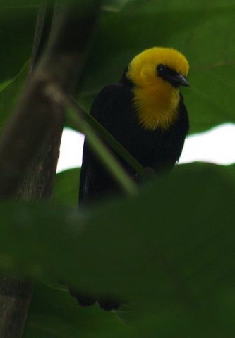 image yellow-hooded-blackbird-burung-hitam-berhud-kuning-chrysomus-icterocephalus-1-jbp-sg-2011-jpg