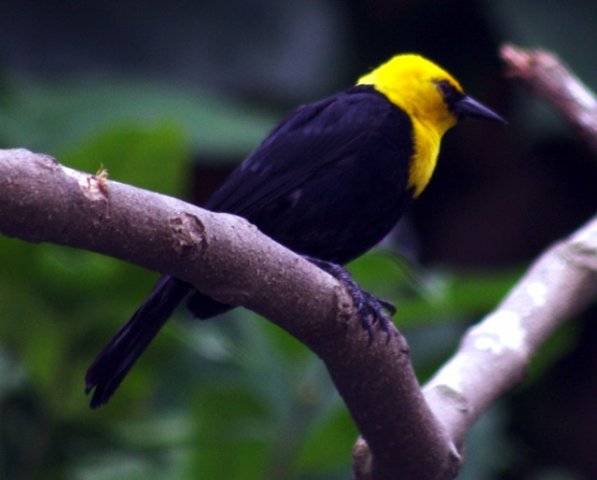 image yellow-hooded-blackbird-burung-hitam-berhud-kuning-chrysomus-icterocephalus-2-jbp-sg-2011-jpg