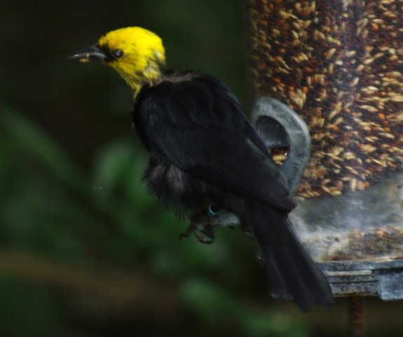 image yellow-hooded-blackbird-burung-hitam-berhud-kuning-chrysomus-icterocephalus-3-moulting-jbp-sg-2011-jpg