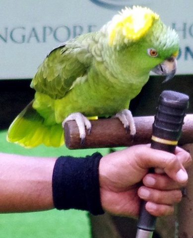 image yellow-naped-amazon-parrot-amazona-o-auropalliata-named-amigo-the-multi-lingual-singing-parrot-1-2010-jpg