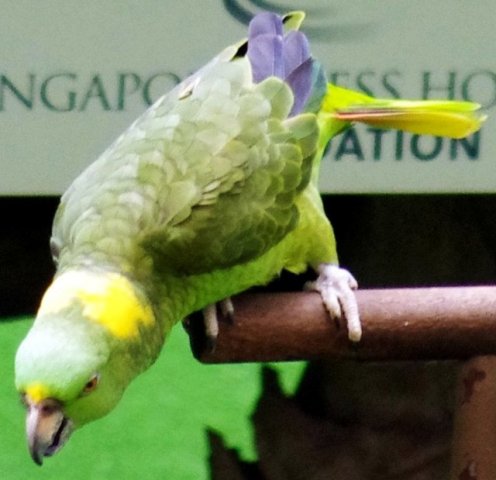 image yellow-naped-amazon-parrot-amazona-o-auropalliata-named-amigo-the-multi-lingual-singing-parrot-2-2010-jpg