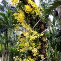 image 10-yellow-oncidium-and-dendrobium-orchids-jurong-bird-park-sg-2011-jpg
