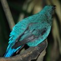 image asian-fairy-bluebird-irena-puella-female-jbp-sg-2011-jpg