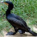 image black-cormorant-phalacrocorax-carbo-2010-jpg