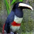 image black-necked-aracari-pteroglossus-aracari-1-2010-jpg