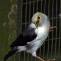 image black-winged-myna-white-breasted-starling-acridotheres-melanopterus-1-jbp-sg-2011-jpg