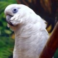 image blue-eyed-cockatoo-cacatua-ophthalmica-2010-jpg