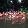 image caribbean-flamingos-phoenicopterus-ruber-1-jbp-sg-2011-jpg