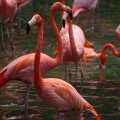 image caribbean-flamingos-phoenicopterus-ruber-2-jbp-sg-2011-jpg