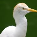 image cattle-egret-buff-backed-heron-bulbulcus-ibis-2-jbp-sg-2011-jpg