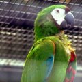image chestnut-fronted-macaw-severe-macaw-ara-severus-2010-jpg