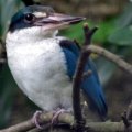 image collared-kingfisher-halcyon-chloris-humii-1-2010-jpg