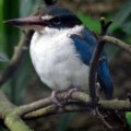image collared-kingfisher-halcyon-chloris-humii-2-2010-jpg