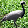 image demoiselle-crane-anthropoides-virgo-2010-jpg