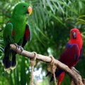 image eclectus-parrots-male-on-left-eclectus-roratus-2010-jpg