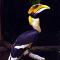 image great-pied-hornbill-great-indian-hornbill-buceros-bicornis-1-2010-jpg