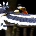 image great-pied-hornbill-great-indian-hornbill-buceros-bicornis-2-2010-jpg