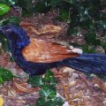 image greater-coucal-crow-pheasant-centropus-sinensis-jbp-sg-2011-jpg