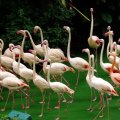 image greater-flamingoes-phoenicopterus-roseus-2-2010-jpg