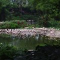 image greater-flamingos-phoenicopterus-roseus-1-jbp-sg-2011-jpg