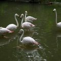 image greater-flamingos-phoenicopterus-roseus-2-jbp-sg-2011-jpg
