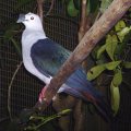 image green-imperial-pigeon-pergam-besar-hijau-ducula-aenea-jbp-sg-2011-jpg