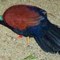 image green-naped-pheasant-pigeon-merpati-penggali-tanah-otidiiphaps-nobilis-2-jbp-sg-2011-jpg