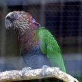 image hawk-headed-parrot-red-fan-parrot-deroptyus-accipitrinus-2010-jpg