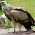 image himalayan-griffon-vulture-gyps-himalayensis-2010-jpg
