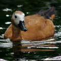 image ruddy-shelduck-brahminy-duck-tadoma-ferruginea-female-jbp-sg-2011-jpg