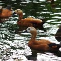 image ruddy-shelducks-brahminy-ducks-tadoma-ferruginea-male-is-between-2-females-with-black-ring-at-base-of-neck-jbp-sg-2011-jpg