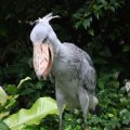 image shoebill-whale-headed-stork-balaeniceps-rex-4-jbp-sg-jpg