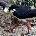 image straw-necked-ibis-threskiornis-spinicollis-2010-jpg