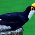 image toco-toucan-ramphastos-toco-2-2010-jpg