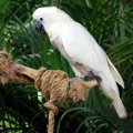 image white-cockatoo-cacatua-alba-2010-jpg