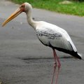 image yellow-billed-stork-mycteria-ibis-1-2010-jpg