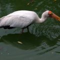 image yellow-billed-stork-mycteria-ibis-1-jbp-sg-2011-jpg