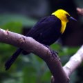 image yellow-hooded-blackbird-burung-hitam-berhud-kuning-chrysomus-icterocephalus-2-jbp-sg-2011-jpg