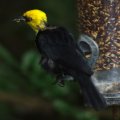 image yellow-hooded-blackbird-burung-hitam-berhud-kuning-chrysomus-icterocephalus-3-moulting-jbp-sg-2011-jpg